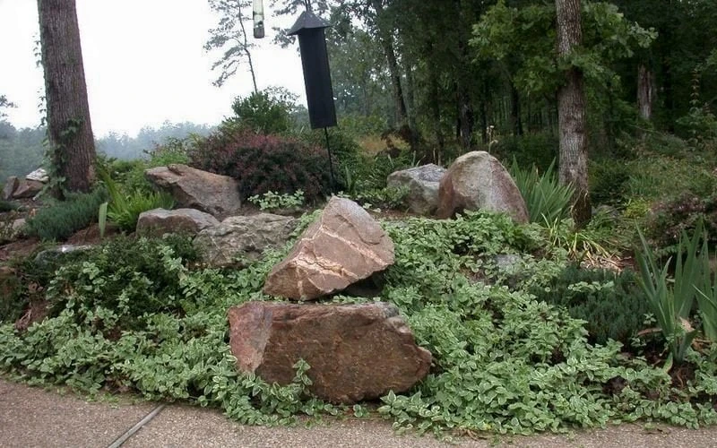 Variegated Bigleaf Periwinkle (Vinca Major 'Variegata') - 6 Pack Of Pint Pots 6 Variegated Bigleaf Periwinkle (Vinca Major 'Variegata') - 6 Pack Of Pint Pots - Image 4