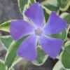 Variegated Bigleaf Periwinkle (Vinca Major 'Variegata') - 6 Pack Of Pint Pots -Garden Plants Shop vinca major variegata rev 500x750 1