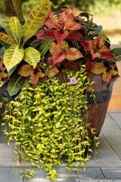 Illumination Variegated Periwinkle (Vinca Minor) - 5 Pack Of Pint Pots -Garden Plants Shop vinca minor illumination 7