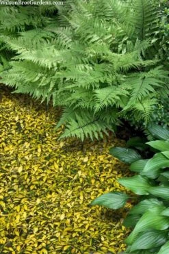 Illumination Variegated Periwinkle (Vinca Minor) - 5 Pack Of Pint Pots -Garden Plants Shop vinca minor illumination 8