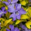 Illumination Variegated Periwinkle (Vinca Minor) - 5 Pack Of Pint Pots -Garden Plants Shop vinca minor illumination 9