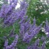 Shoal Creek Chaste Tree (Vitex) - 1 Gallon Pot -Garden Plants Shop vitex agnus castus shoal creek chaste tree 103