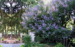 Shoal Creek Chaste Tree (Vitex) - 6 Pack Of 1 Gallon Pots -Garden Plants Shop vitex agnus castus shoal creek chaste tree 53 1