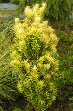 Korean Gold Plum Yew (Cephalotaxus) - 3 Gallon Pot -Garden Plants Shop yew korean gold 2 500x750 1