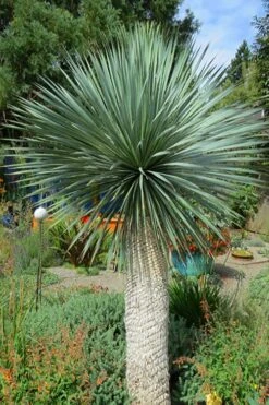 Big Bend Yucca Rostrata - 3 Gallon Pot -Garden Plants Shop yucca rostrata big bend beaked yucca 16