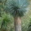 Big Bend Yucca Rostrata - 3 Gallon Pot -Garden Plants Shop yucca rostrata big bend beaked yucca 18