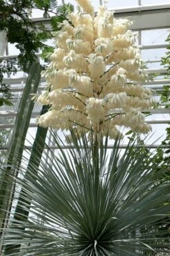 Big Bend Yucca Rostrata - 3 Gallon Pot -Garden Plants Shop yucca rostrata big bend beaked yucca 3