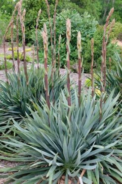 Silver Anniversary Yucca - 1 Gallon Pot -Garden Plants Shop yucca silver anniversary 1