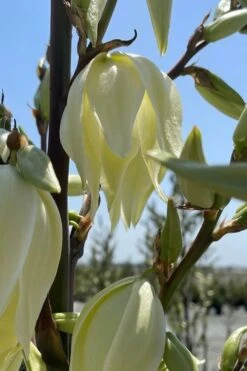 Silver Anniversary Yucca - 1 Gallon Pot -Garden Plants Shop yucca silver anniversary 2