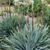 Silver Anniversary Yucca - 1 Gallon Pot 1 Silver Anniversary Yucca - 1 Gallon Pot -Garden Plants Shop yucca silver anniversary 4