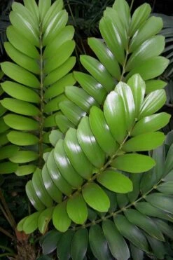 Coontie Palm (Zamia Pumila) - 7 Gallon Pot -Garden Plants Shop zamia pumila florida coontie 3