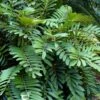 Coontie Palm (Zamia Pumila) - 7 Gallon Pot -Garden Plants Shop zamia pumila florida coontie 4