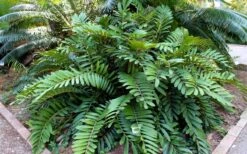 Coontie Palm (Zamia Pumila) - 7 Gallon Pot -Garden Plants Shop zamia pumila florida coontie 5