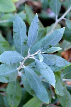 Woodlanders Blue Dusty Zenobia (Honeycup) - 3 Gallon Pot 15 Woodlanders Blue Dusty Zenobia (Honeycup) - 3 Gallon Pot -Garden Plants Shop zenobia woodlanders blue 21