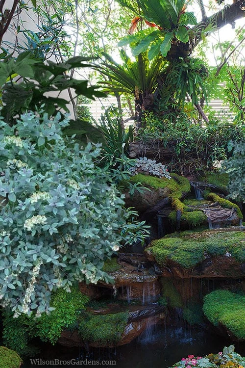 Woodlanders Blue Dusty Zenobia (Honeycup) - 3 Gallon Pot 6 Woodlanders Blue Dusty Zenobia (Honeycup) - 3 Gallon Pot - Image 4